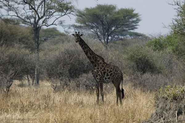 Jirafa - parque nacional de Tarangire - Tanzania 2.jpg